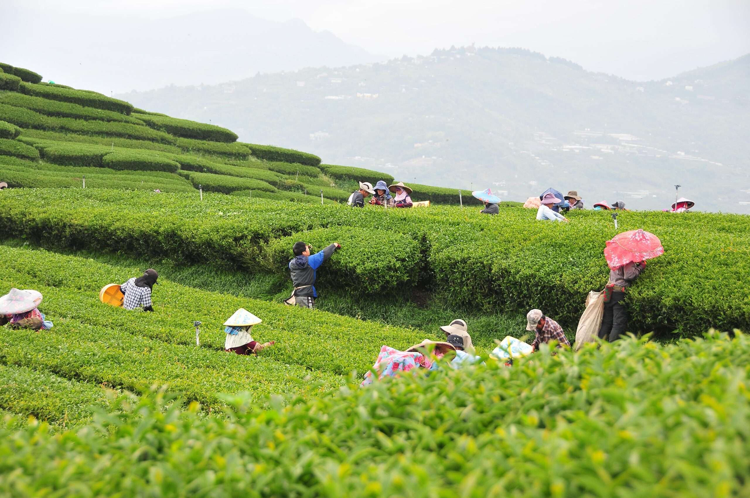 Liao Taiwan Oolong Tea Shop